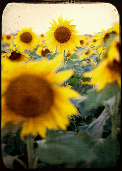 sunflower-fields-694